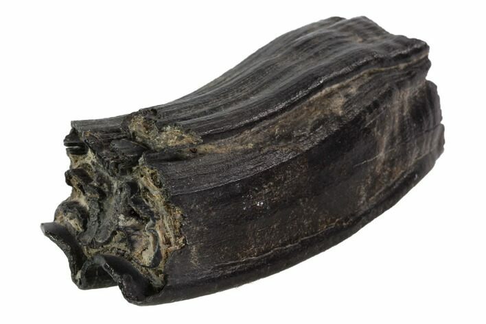 Pleistocene Aged Fossil Horse Tooth - Florida #87281
